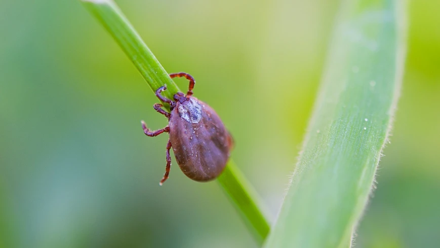 Kleszcze atakują także na Mazurach. Jak się przed nimi ustrzec?