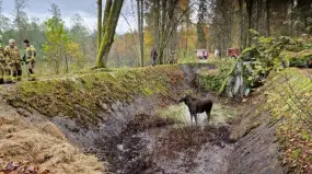 Niecodzienna akcja ratunkowa w Wilczym Szańcu na Mazurach