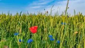 Zachód słońca w okolicach wsi Ublik - zdjęcie 17