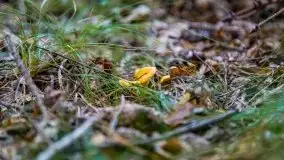 Mazurskie grzyby, fotogaleria bez wybrzydzania  - zdjęcie 2