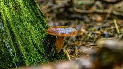 Mazurskie grzyby, fotogaleria bez wybrzydzania 