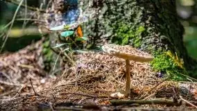 Mazurskie grzyby, fotogaleria bez wybrzydzania  - zdjęcie 9