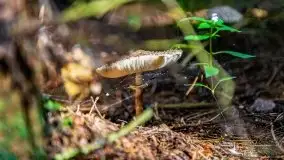 Mazurskie grzyby, fotogaleria bez wybrzydzania  - zdjęcie 6