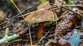 Mazurskie grzyby, fotogaleria bez wybrzydzania  - zdjęcie 11