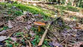 Mazurskie grzyby, fotogaleria bez wybrzydzania  - zdjęcie 8