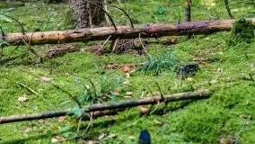 Mazurskie grzyby, fotogaleria bez wybrzydzania  - zdjęcie 46