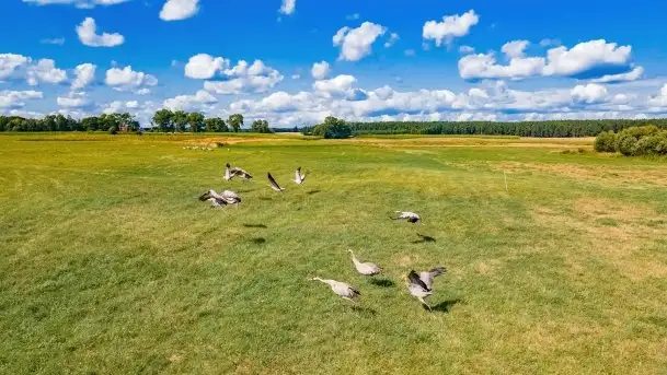 Mazurskie słoneczniki, sierpień 2021 - zdjęcie 6