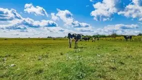 Mazurskie słoneczniki, sierpień 2021 - zdjęcie 20