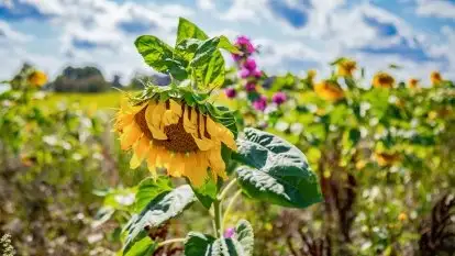 Mazurskie słoneczniki, sierpień 2021