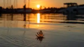 Zachód słońca nad jeziorem Bocznym, Tło Dla Mew, wrzesień 2021 - zdjęcie 11