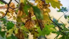 Zachód słońca nad jeziorem Dobskim, wrzesień 2021 r. - zdjęcie 15