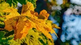 Zachód słońca, Giżycko, jezioro Niegocin, październik 2021 r. - zdjęcie 6