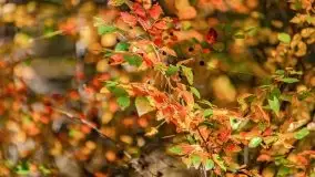 Początki mazurskiej złotej jesieni, październik 2021 r. - zdjęcie 12