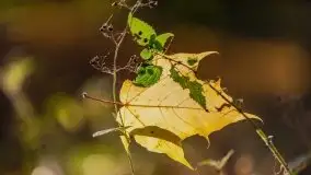 Początki mazurskiej złotej jesieni, październik 2021 r. - zdjęcie 22