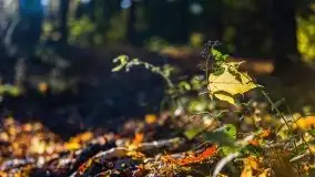 Początki mazurskiej złotej jesieni, październik 2021 r. - zdjęcie 28