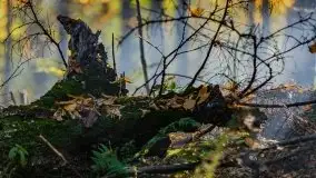 Początki mazurskiej złotej jesieni, październik 2021 r. - zdjęcie 33