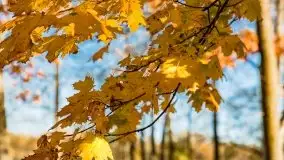 Jesienne klimaty w Pięknej Górze, jezioro Kisajno - zdjęcie 2