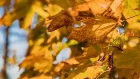 Jesienne klimaty w Pięknej Górze, jezioro Kisajno - zdjęcie 14