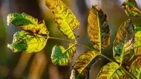 Wschód słońca nad jeziorem Kruklin, październik 2021 r. - zdjęcie 55