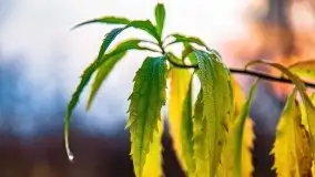 Wschód słońca nad jeziorami Niegocin i Grajewko w Bystrym - zdjęcie 24