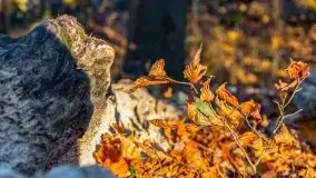 Las miejski w Giżycku pod koniec jesieni, listopad 2021 r. - zdjęcie 8