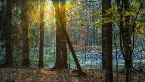 Las miejski w Giżycku pod koniec jesieni, listopad 2021 r. - zdjęcie 17