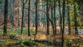 Las miejski w Giżycku pod koniec jesieni, listopad 2021 r. - zdjęcie 52