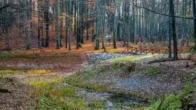 Las miejski w Giżycku pod koniec jesieni, listopad 2021 r. - zdjęcie 50