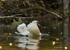 Miłośnicy Mazur - Łabędź niemy na zdjęciach Grzegorza Zawrotnego - zdjęcie 5