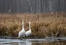 Miłośnicy Mazur - Łabędź niemy na zdjęciach Grzegorza Zawrotnego - zdjęcie 7