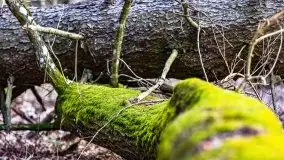 Przedwiośnie 2021 w lesie niedaleko Szczybałów Giżyckich - zdjęcie 19