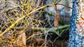 Przedwiośnie 2021 w lesie niedaleko Szczybałów Giżyckich - zdjęcie 26