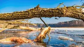 Zimowy las nad jeziorem Mulik, styczeń 2021 - zdjęcie 16