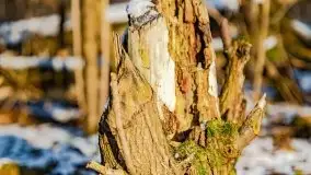 Zimowy las nad jeziorem Mulik, styczeń 2021 - zdjęcie 12