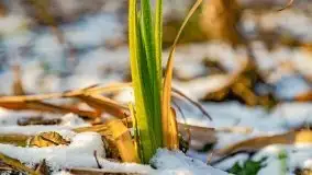 Zimowy las nad jeziorem Mulik, styczeń 2021 - zdjęcie 15