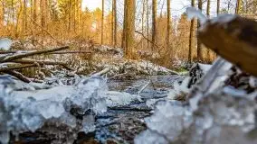 Zimowy las nad jeziorem Mulik, styczeń 2021 - zdjęcie 9