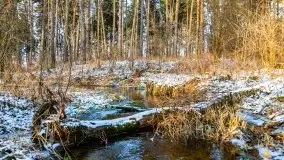 Zimowy las nad jeziorem Mulik, styczeń 2021 - zdjęcie 18