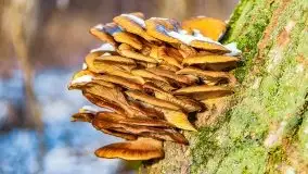 Zimowy las nad jeziorem Mulik, styczeń 2021 - zdjęcie 26