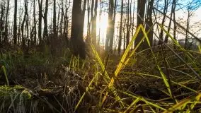 Wieża widokowa nad jeziorem Łuknajno - zdjęcie 12