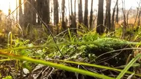 Wieża widokowa nad jeziorem Łuknajno - zdjęcie 15