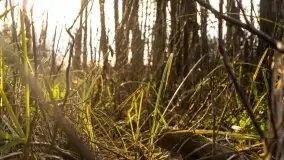 Wieża widokowa nad jeziorem Łuknajno - zdjęcie 18