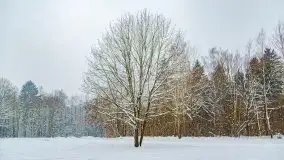 Zimowe widoki, pomiędzy Giżyckiem a Wilkasami - zdjęcie 34