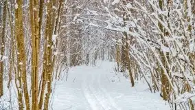 Zimowe widoki, pomiędzy Giżyckiem a Wilkasami - zdjęcie 7