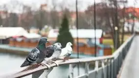 Niegocin i Giżycko skute lodem, grudzień 2020 - zdjęcie 21