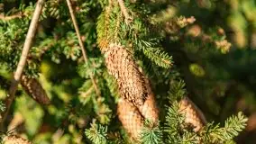 Zimowa sceneria nad plażą przy jeziorze Szóstak - zdjęcie 28