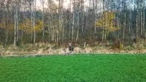 Sarny na mazurskich bezdrożach i polach - zdjęcie 14