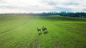Sarny na mazurskich bezdrożach i polach - zdjęcie 6