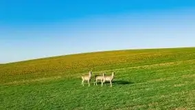 Sarny na mazurskich bezdrożach i polach - zdjęcie 11