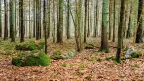 Kamienie ofiarne w okolicach jeziora Kruklin - zdjęcie 18