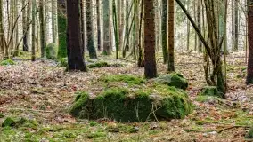 Kamienie ofiarne w okolicach jeziora Kruklin - zdjęcie 12